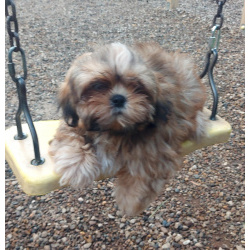 Щенок ши-тцу