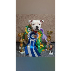 Продам стаффордширского бультерьера белого окраса