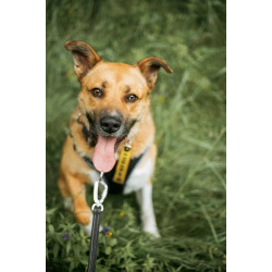 Дружелюбный пес-компаньон Рэм ищет дом!