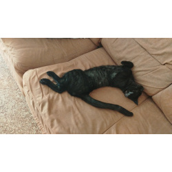 Бенгальский Леопард