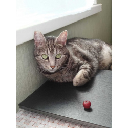 красивая кошка бенгальского окраса