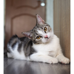 Котенок Марта в добрые руки