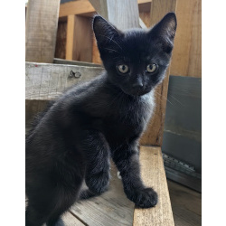 Отдам в хорошие руки кошечку бесплатно