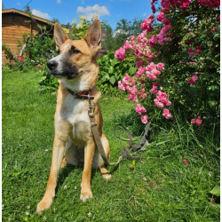 Анфиса ищет дом!