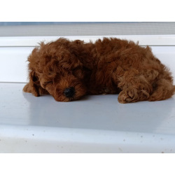 Той-пудель красного окраса – Прекрасные щенки на продажу