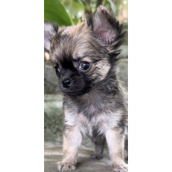 щенки чихуауа от профессионального питомнка