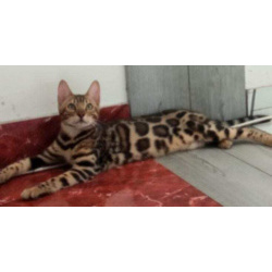 Бенгальские котята