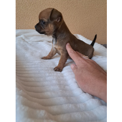 Щенки чихуахуа.