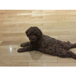 Красный пудель – щенки на продажу