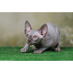 Кто же не любит подарки (Эльф, бамбино, Двэльф, канадский сфинкс)?