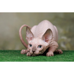 Кто же не любит подарки (Эльф, бамбино, Двэльф, канадский сфинкс)?