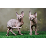 Кто же не любит подарки (Эльф, бамбино, Двэльф, канадский сфинкс)?