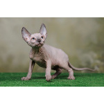 Царственная особа-котёнок Эльф, бамбино, Двэльф, канадский сфинкс.