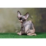 Царственная особа-котёнок Эльф, бамбино, Двэльф, канадский сфинкс.