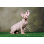 Царственная особа-котёнок Эльф, бамбино, Двэльф, канадский сфинкс.