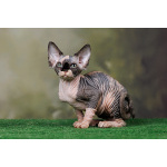 Царственная особа-котёнок Эльф, бамбино, Двэльф, канадский сфинкс.