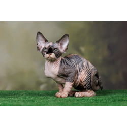 Лунные котята-Эльф, бамбино, Двэльф, канадский сфинкс.