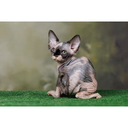 Питомник "Скорпион" предлагает котят.