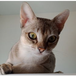 Замурчательный котик Сингапуры