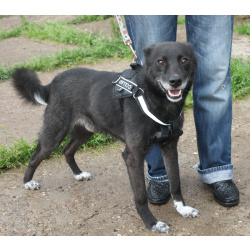 Жизнерадостный собака-улыбака Гек мечтает о родном доме и любимой семье!