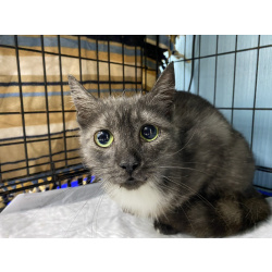 Дымчатая британка Глаша – в поисках дома