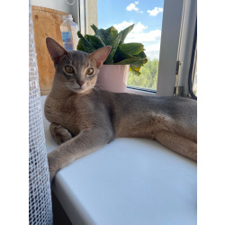 Абиссинский кот титулованный (Кастрат)