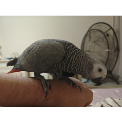 Жако по кличке "Муся"