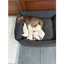 Щенки чихуахуа