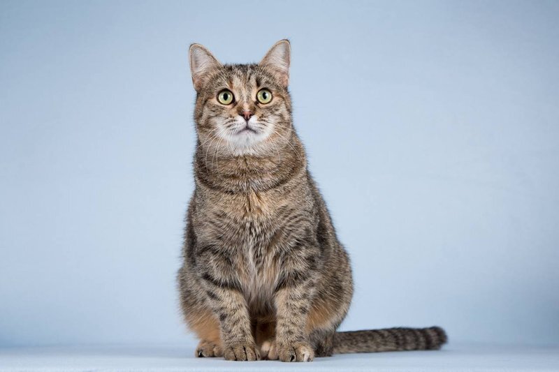 Кошечка Забава очень ждет добрых и заботливых хозяев.