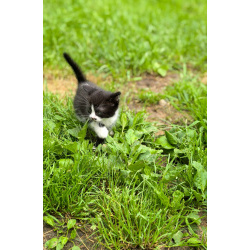 Котенок Капелька в добрые руки