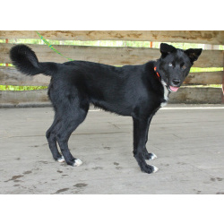 Необыкновенный щенок-красавчик