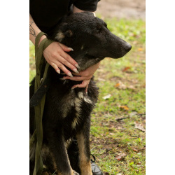 Умный и симпатичный щенок-подросток ищет дом