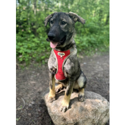 Удивительный щенок с умными глазами