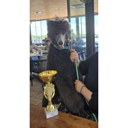 Королевский пудель Щенки