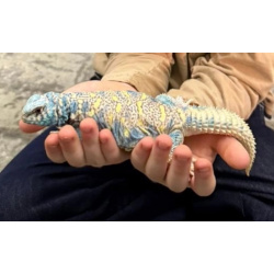 Куплю самца шипохвоста украшенного