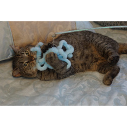 Котик Борис в добрые руки