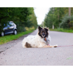 Хорошенькая диванная собачка