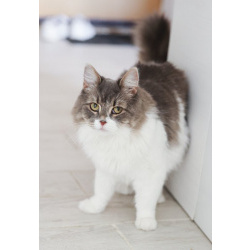 Мудрая Плюша в добрые руки.