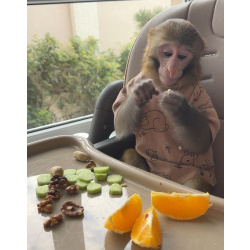 Макака магот