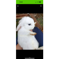 Кролики декоративные