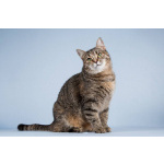 Кошечка Забава очень ждет добрых и заботливых хозяев.