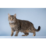 Кошечка Забава очень ждет добрых и заботливых хозяев.