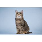 Кошечка Забава очень ждет добрых и заботливых хозяев.