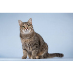 Кошечка Забава очень ждет добрых и заботливых хозяев.