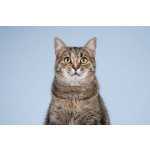 Кошечка Забава очень ждет добрых и заботливых хозяев.