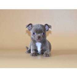 Щенки чихуахуа.