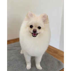 Стрижка собак, выезд на дом.