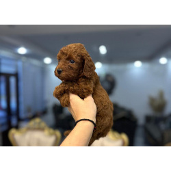 Пудели – Щенки Той и Мини