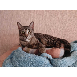 Ищет дом котик-философ