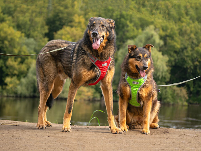 Ищем дом для двух неразлучных сердец Коннора и Лизы